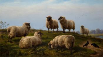 Sheep (Several)