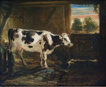 Cow in Barn